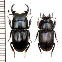 オキナワネブトクワガタ　大型ペア　♂18mm以上24mm未満　沖縄本島