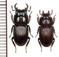 オキナワネブトクワガタ　小型ペア　♂14mm未満　沖縄本島