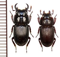 オキナワネブトクワガタ　小型ペア　♂14mm未満　沖縄本島