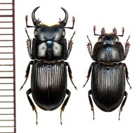 オキナワネブトクワガタ　中型ペア　♂14mm以上18mm未満　沖縄本島