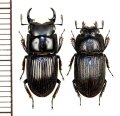 イヘヤネブトクワガタ　中型ペア　♂14mm以上18mm未満　伊平屋島
