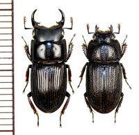 イヘヤネブトクワガタ　中型ペア　♂14mm以上18mm未満　伊平屋島