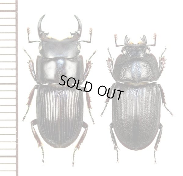 画像1: イヘヤネブトクワガタ　大型ペア　♂18mm以上24mm未満　伊平屋島