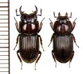 イヘヤネブトクワガタ　小型ペア　♂14mm未満　伊平屋島