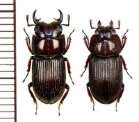 イヘヤネブトクワガタ　小型ペア　♂14mm未満　伊平屋島
