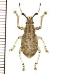 ゾウムシの一種  Curculionidae species   ベトナム(ベトナム南部)