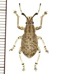 ゾウムシの一種  Curculionidae species   ベトナム(ベトナム南部)