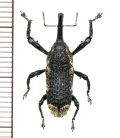 ゾウムシの一種  Curculionidae species   ベトナム(ベトナム南部)