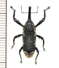 ゾウムシの一種  Curculionidae species   ベトナム(ベトナム南部)