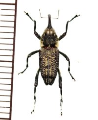 ゾウムシの一種  Curculionidae species   ベトナム(ベトナム南部)