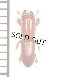 ツツガタコガネの一種　Amphiceratodon sp.  ザンビア