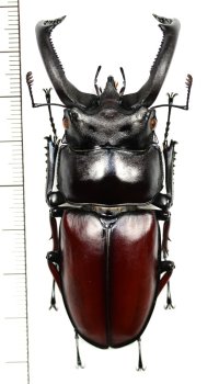 ペロッティシカクワガタ　特大♂75.2mm　ベトナム中部