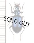 ゴミムシの一種　♀　Carabid species　マレーシア（ボルネオ島）