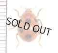 テントウムシの一種　Coccinellid species　マレーシア（ボルネオ島）