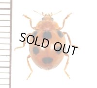 テントウムシの一種　Coccinellid species　マレーシア（ボルネオ島）
