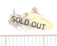 ハチ擬態のハチマガイツノゼミの一種　Heteronotus sp.　♀　ペルー