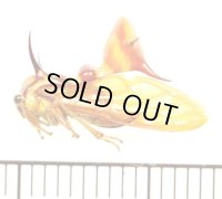 ハチ擬態のハチマガイツノゼミの一種　Heteronotus sp.　♀　ペルー