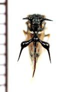 他の写真1: ハラアカツキザジツノゼミ　Cyphonia trifida　♀　ペルー