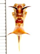 他の写真1: ハチ擬態のハチマガイツノゼミの一種　Heteronotus sp.　♀　ペルー