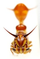 他の写真2: ハチ擬態のハチマガイツノゼミの一種　Heteronotus sp.　♀　ペルー