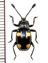 テントウムシダマシの一種　Endomychid species　マレーシア（ボルネオ島）