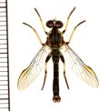 クシヒゲムシヒキ　Merodontina silvatica　♂　石垣島