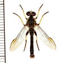 クシヒゲムシヒキ　Merodontina silvatica　♂　石垣島