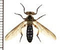 メガネムシヒキ亜科の一種　♀　石垣島