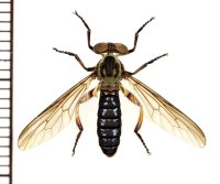 メガネムシヒキ亜科の一種　♀　石垣島