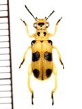 テントウムシ擬態のカタビロハムシの一種　Megalopodinae species　 ベトナム南部