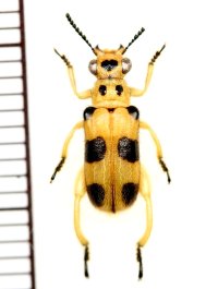 テントウムシ擬態のカタビロハムシの一種　Megalopodinae species　 ベトナム南部