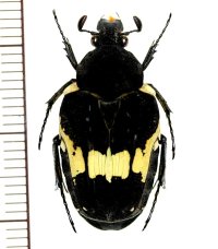 キオビエグリハナムグリ　Taeniodera flavofasiata　♂　ベトナム北東部