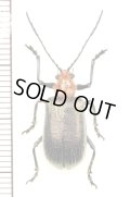 ハムシの一種　Goniopleura viridipennis nigripes　 マレーシア（ボルネオ島）