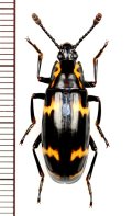 オオキノコムシの一種 　Erotylidae species　 マレーシア（ボルネオ島）