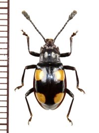 テントウムシダマシの一種　Endomychid species　マレーシア（ボルネオ島）