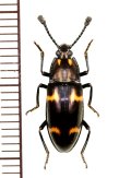 オオキノコムシの一種 　Erotylidae species　 マレーシア（ボルネオ島）