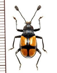 テントウムシダマシの一種　Endomychid species　マレーシア（ボルネオ島）