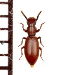 好蟻性のゴミムシダマシの一種　Dichillus sp.　タジキスタン