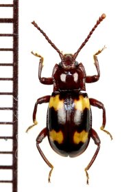 オオキノコムシ擬態のテントウムシダマシの一種　Endomychid species　タイ
