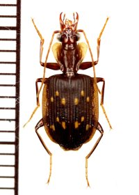 ゴミムシの一種　Carabid species　インドネシア（スマトラ島）