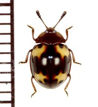 オオキノコムシ擬態のテントウムシダマシの一種　Endomychid species　タイ