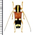 アリバチ擬態のカミキリムシの一種　 Glenea caraga caraga　♀　フィリピン（ミンダナオ島）