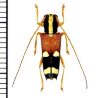 アリバチ擬態のカミキリムシの一種　 Glenea caraga caraga　♀　フィリピン（ミンダナオ島）