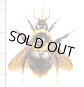 マルハナバチの一種　Bombus sp.　ベトナム(ベトナム南部)
