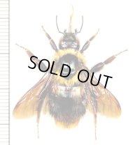 マルハナバチの一種　Bombus sp.　ベトナム(ベトナム南部)