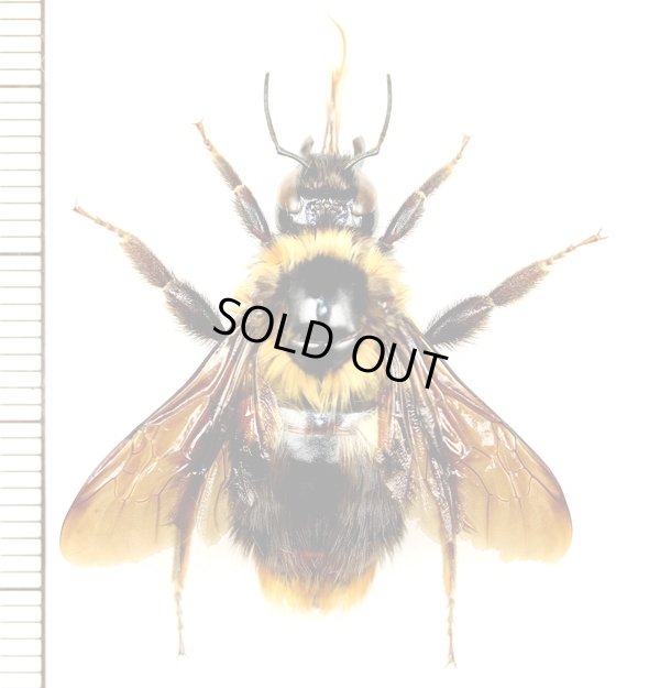 画像1: マルハナバチの一種　Bombus sp.　ベトナム(ベトナム南部)