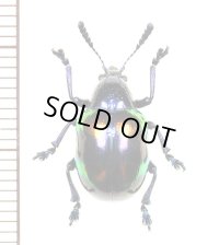ハムシの一種　Chrysomelid species　 ベトナム(ベトナム南部)