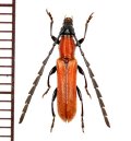 カミキリムシの一種 　Cerambycid species　♂　ベトナム(ベトナム南部)