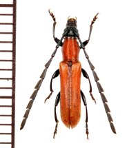 カミキリムシの一種 　Cerambycid species　♂　ベトナム(ベトナム南部)