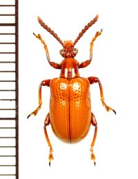 ハムシの一種　Chrysomelid species　 ベトナム(ベトナム南部)